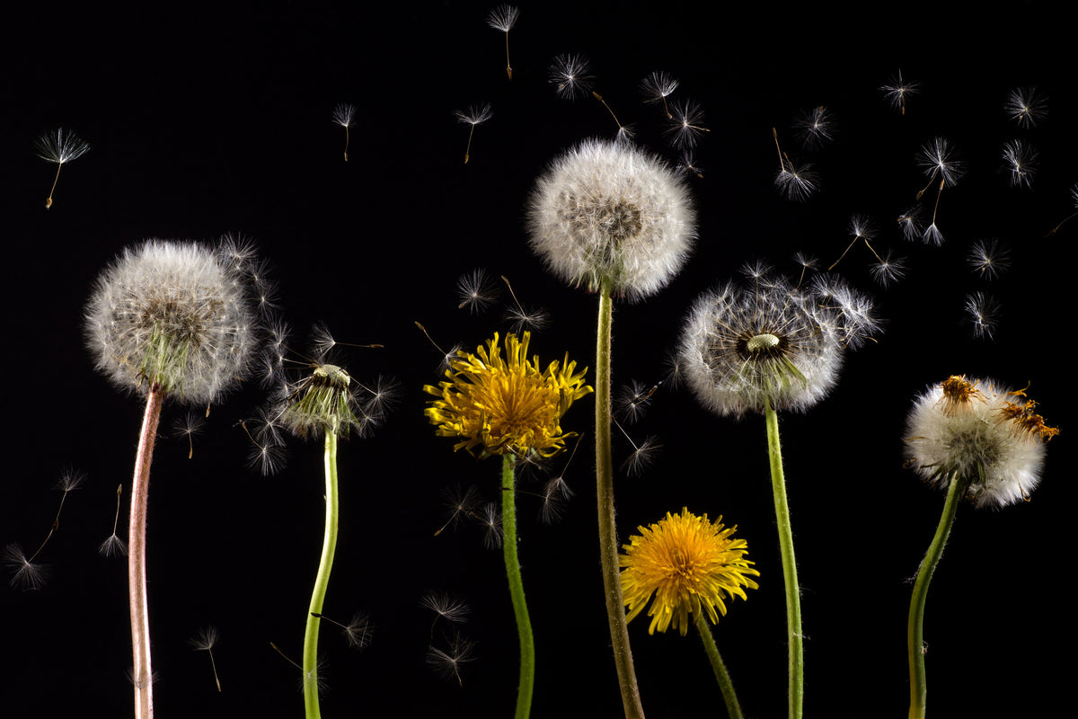 framedposter-print-the-phases-of-dandelion