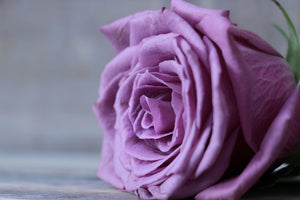 aluminium-print-rose-in-purple-xxl