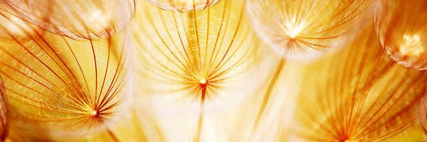 panoramic-3-piece-canvas-print-close-up-dandelion-in-light-panorama
