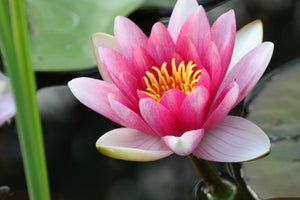 modern-3-piece-canvas-print-the-water-lily-in-pink