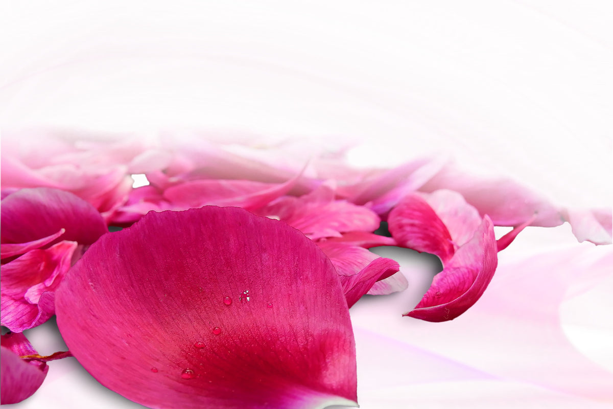3-piece-acrylic-print-rose-petals-in-pink-iii