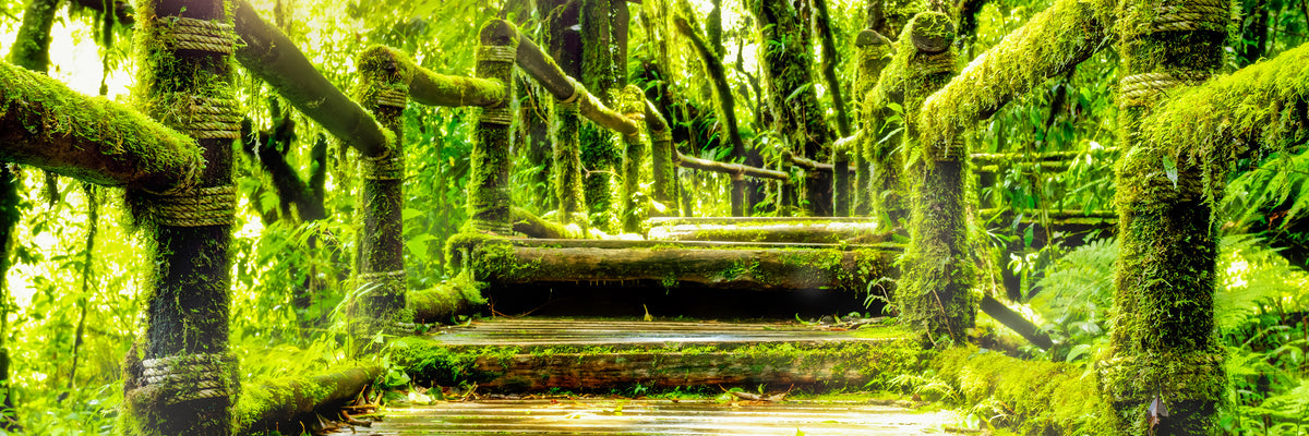panoramic-aluminium-print-moss-panorama