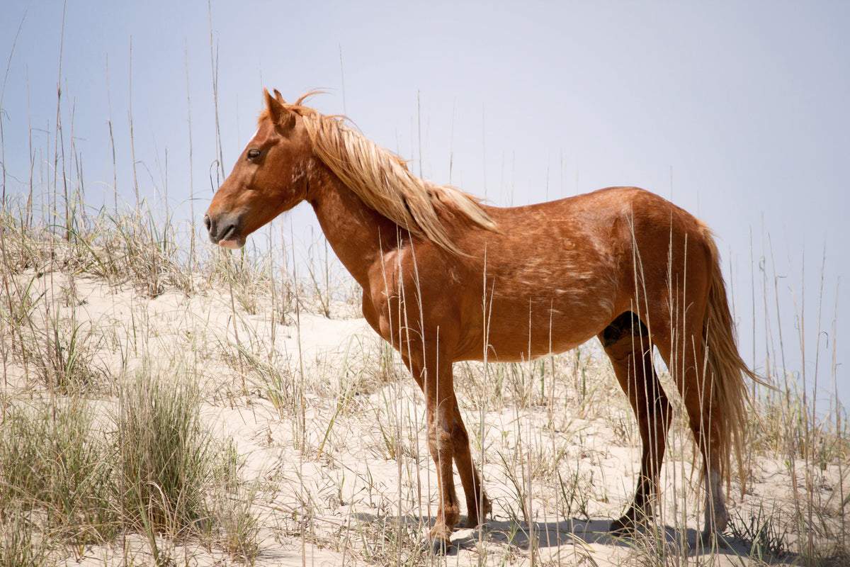 acrylic-print-wild-spanish-mustang
