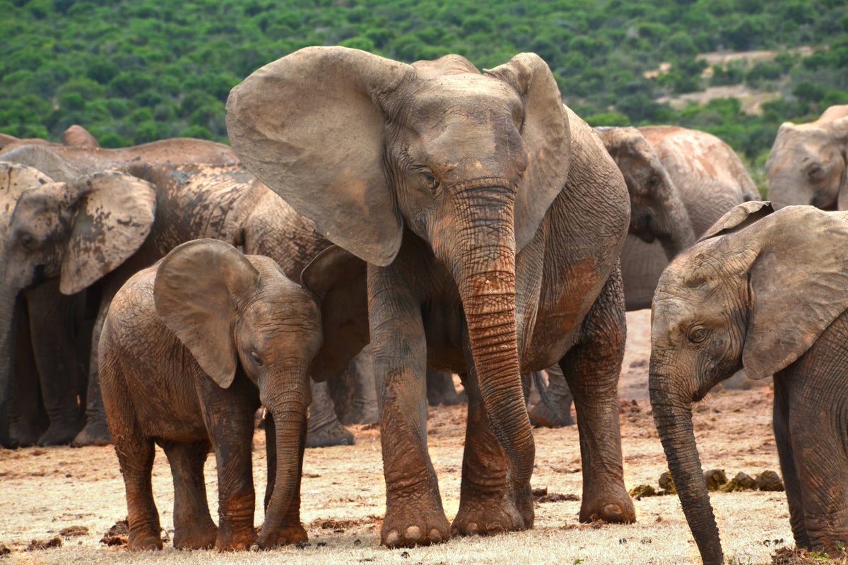 canvas-print-elephant-herd-in-africa
