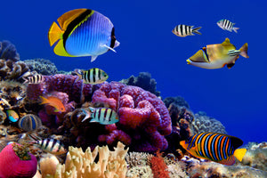 aluminium-print-world-of-fish