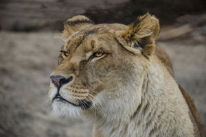aluminium-print-head-of-a-lioness