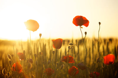 poster-print-poppy-in-the-sunset