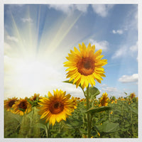 PO-080W080