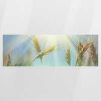 PO-150P050