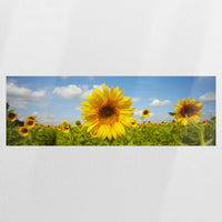 PO-150P050