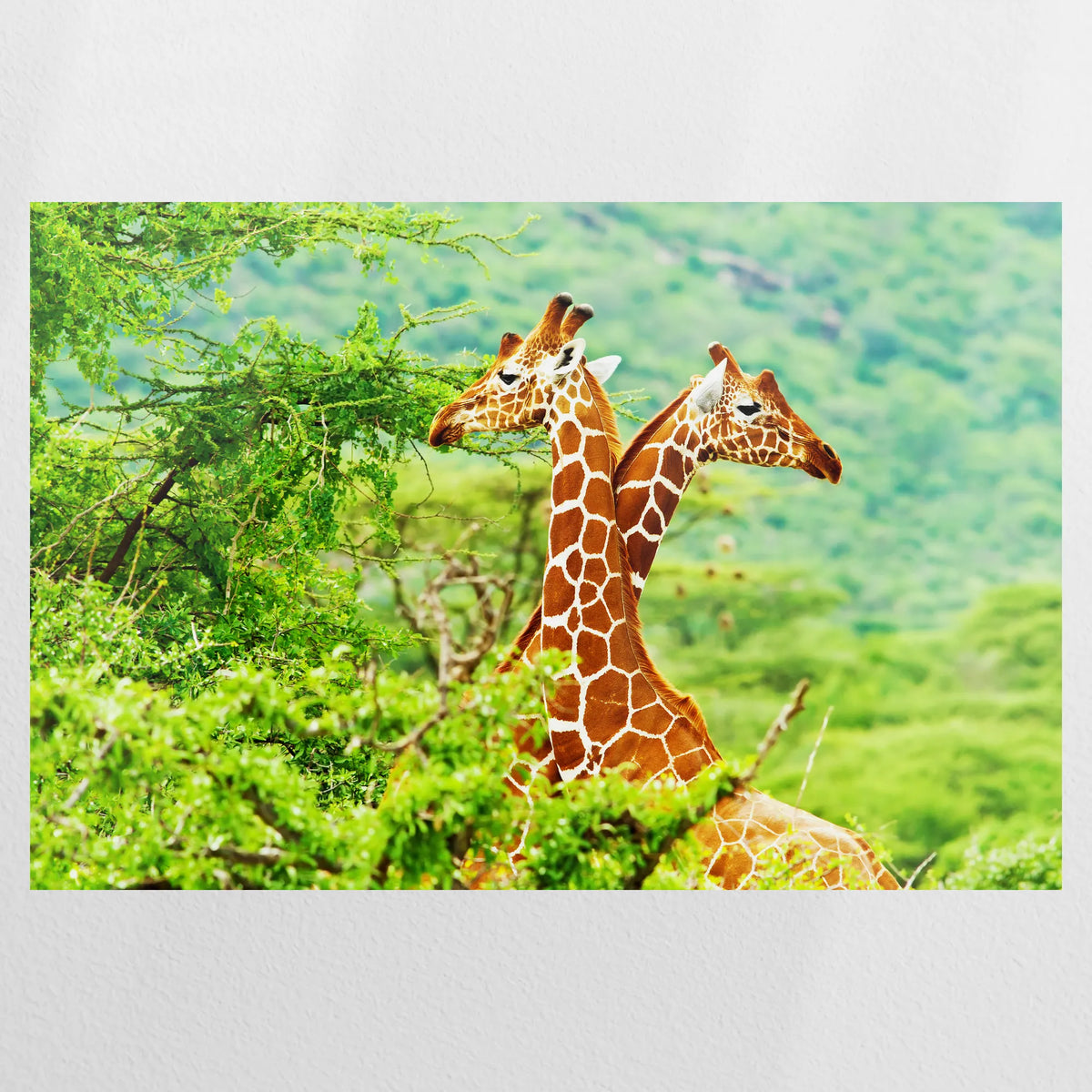 PO-075W050