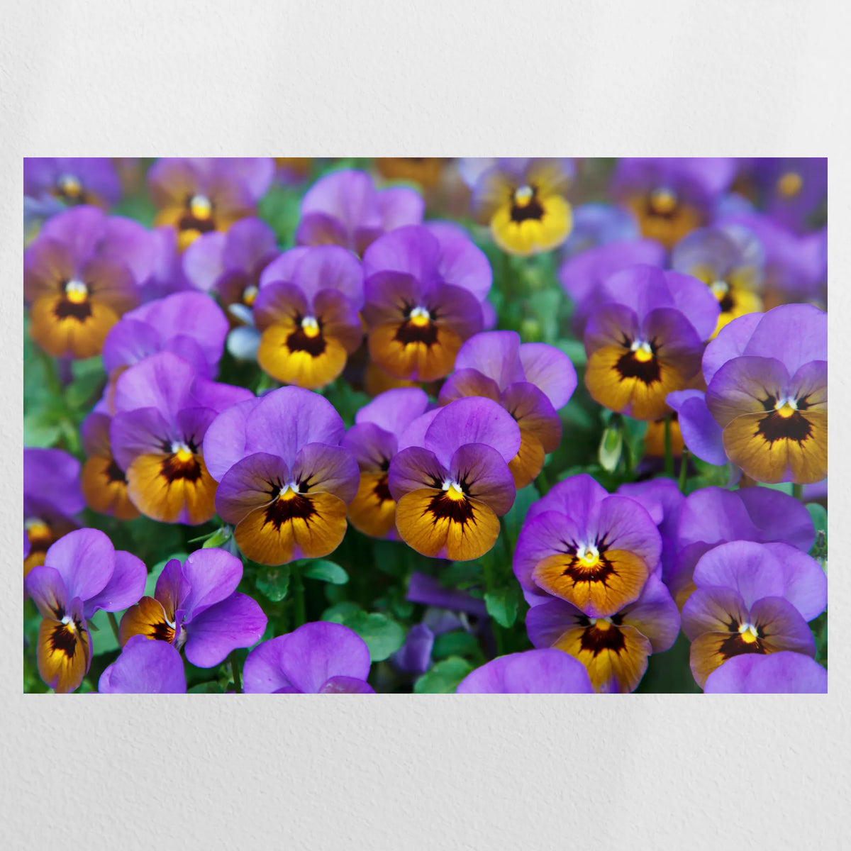 PO-120W080