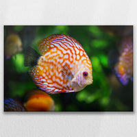LW-075W050
